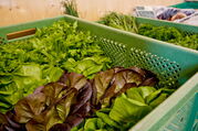 Napfkiste mit frischen Bio-Salatköpfen